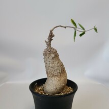 【１円スタート】　フォッケア・エデュリス　“火星人”　塊根植物　コーデックス サボテン　多肉植物_画像3