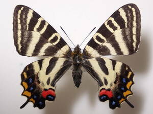 **gi borderless .u* new castle city ⑥ Japan production butterfly kind . today book@ production butterfly kind butterfly specimen butterfly butterfly specimen butterfly kind specimen specimen insect insect 