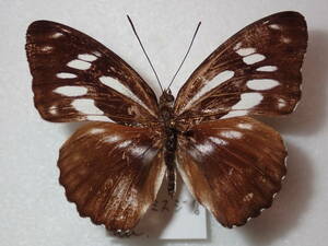 **nitobe shoulder blade meat * abnormality type Taiwan foreign product butterfly kind specimen butterfly kind butterfly specimen butterfly butterfly specimen butterfly kind specimen specimen insect insect .. specimen 