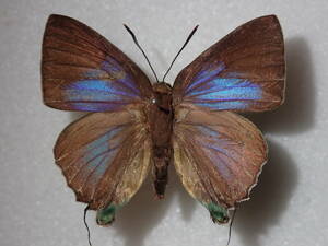 **iwa кожа корбикула *① Taiwan иностранного производства бабочка вид образец бабочка вид бабочка образец иностранного производства бабочка butterfly образец бабочка вид образец образец насекомое насекомое .. образец 