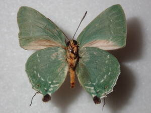 **iwa leather corbicula *③ Taiwan foreign product butterfly kind specimen butterfly kind butterfly specimen foreign product butterfly butterfly specimen butterfly kind specimen specimen insect insect .. specimen 