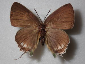 **iwa leather corbicula *④ Taiwan foreign product butterfly kind specimen butterfly kind butterfly specimen foreign product butterfly butterfly specimen butterfly kind specimen specimen insect insect .. specimen 