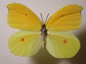** Thai one Yamaki chou*. Taiwan иностранного производства бабочка вид образец бабочка вид бабочка образец бабочка butterfly образец бабочка вид образец образец насекомое насекомое .. образец 