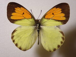 ** female white kichou*②. Taiwan foreign product butterfly kind specimen butterfly kind butterfly specimen butterfly butterfly specimen butterfly kind specimen specimen insect insect .. specimen 