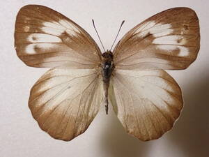 ** female white kichou*①. Taiwan foreign product butterfly kind specimen butterfly kind butterfly specimen butterfly butterfly specimen butterfly kind specimen specimen insect insect .. specimen 
