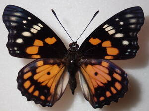 **ki rubber dala* Taiwan foreign product butterfly kind specimen butterfly kind butterfly specimen butterfly butterfly specimen butterfly kind specimen specimen insect insect .. specimen 