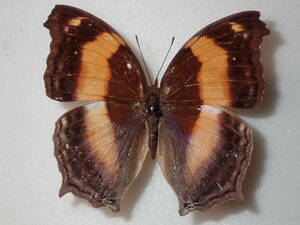 **ki Obi kono is 1ex. Taiwan foreign product butterfly kind specimen butterfly kind butterfly specimen butterfly butterfly specimen butterfly kind specimen specimen insect insect .. specimen 