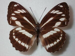 **lala sun shoulder blade meat *. Taiwan foreign product butterfly kind specimen butterfly kind butterfly specimen butterfly butterfly specimen butterfly kind specimen specimen insect insect .. specimen 