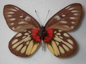 ** red ne white chou* Taiwan foreign product butterfly kind specimen butterfly kind butterfly specimen butterfly butterfly specimen butterfly kind specimen specimen insect insect .. specimen 