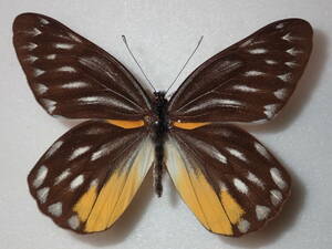 **wai Le Mans white chou*② Taiwan foreign product butterfly kind specimen butterfly kind butterfly specimen butterfly butterfly specimen butterfly kind specimen specimen insect insect .. specimen 