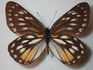 **wai Le Mans white chou* Taiwan foreign product butterfly kind specimen butterfly kind butterfly specimen butterfly butterfly specimen butterfly kind specimen specimen insect insect .. specimen 
