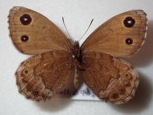 ** length wa Janome *② Taiwan foreign product butterfly kind specimen butterfly kind butterfly specimen butterfly butterfly specimen butterfly kind specimen specimen insect insect .. specimen 