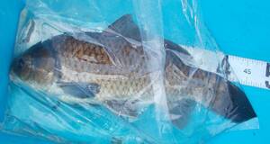 [.. common carp ...]1 number large nature. black common carp approximately 50cm in photograph individual!