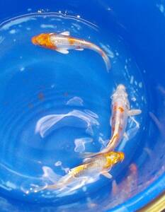[.. common carp ...] Special on 30-3 number modern 3 pcs approximately 9cm in photograph individual future fun ..!
