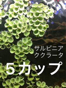 サルビニア ククラータ（5カップ）浮草