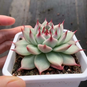 PM TSKneili 激レア エケベリア 高級多肉植物 韓国苗 観葉植物 花 園芸