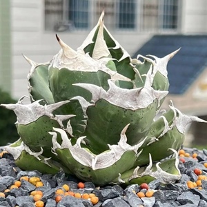 2 carefuly selected . stock agave chitanota south Africa diamond SAD short . leaf a little over . thickness leaf large . cover finest quality stock a little over . departure root ending 