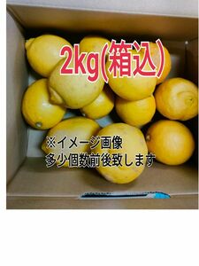国産レモン！新鮮【4/中旬収穫】皮ごと使える国産ユーレカレモン2㎏(箱込)