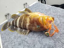 タングステン　タイラバ　タイラバヘッド　鯛ラバジグ　オレンジ　60g3個　送料無料　_画像9