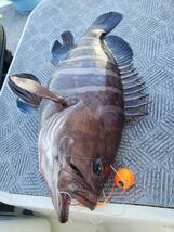 タングステン　タイラバ　タイラバヘッド　鯛ラバジグ　オレンジ　60g3個　送料無料　_画像7