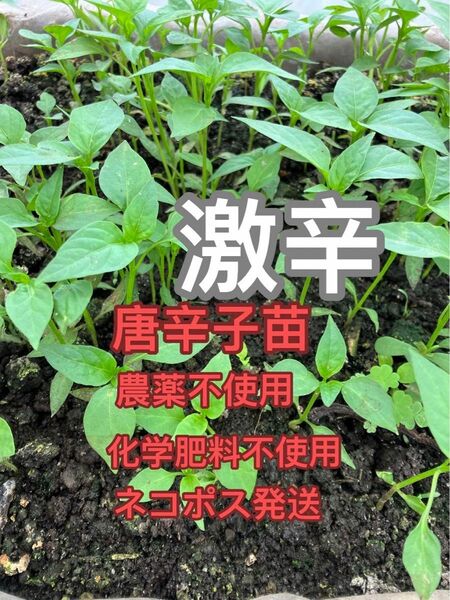 唐辛子苗5本