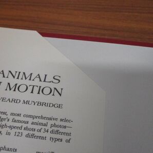 ▲01)【同梱不可】Animals in Motion/Dover Anatomy for Artists/Eadweard Muybridge/Dover Publications/1957年/洋書/動物/解剖学/Aの画像6
