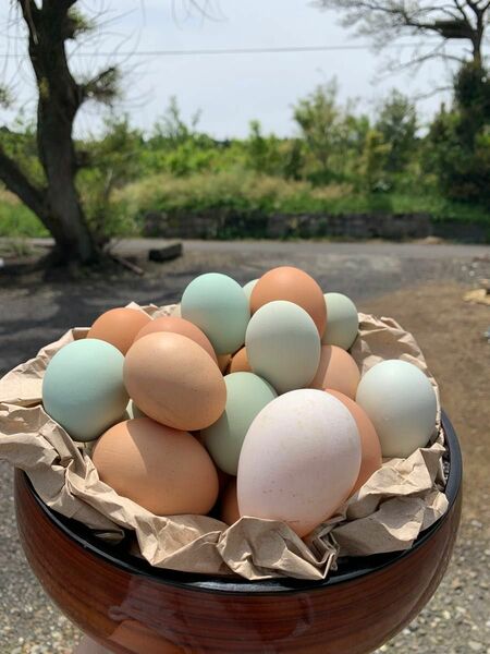 食用 平飼い有精卵 ２０個