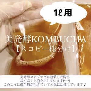 高活性　美発酵コンブチャ　紅茶きのこ　コンブチャスターターキット　スコビー株分け　　※こちらはスコビーと原液です