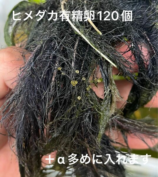 ヒメダカの有精卵120個＋a 