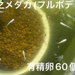 幹之メダカ(フルボディ) 有精卵60個＋a メダカ 白　みゆき　ミユキ　鉄仮面