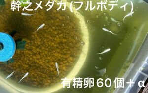 幹之メダカ(フルボディ) 有精卵60個＋a メダカ 白　みゆき　ミユキ　鉄仮面