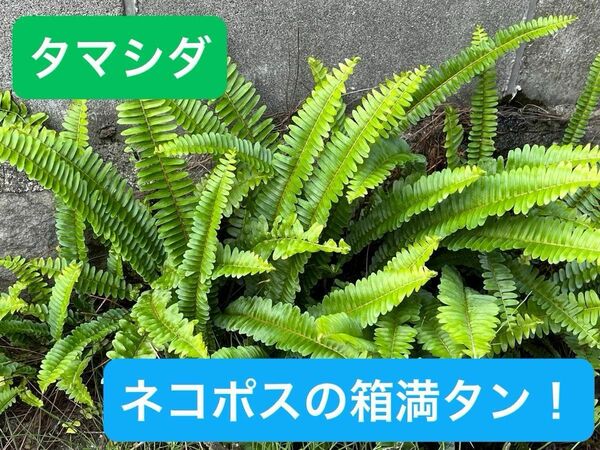 タマシダ 【ネコポスの箱満タンに入れます】　シダ植物　苔テラリウム　ガーデニング　園芸