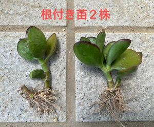 金のなる木(桜花月)根付き苗2株セット　多肉植物　ベンケイソウ　クラッスラ