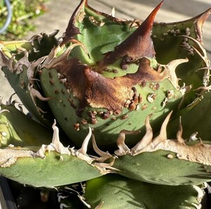 H473多肉植物 アガベ チタノタAgave titanota 穿山甲