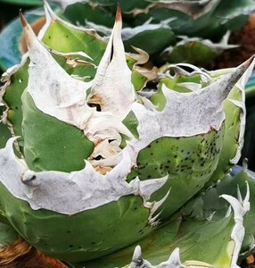5 суккулентное растение агава chitanotasi- The -caesar50 рассада комплект 