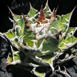 H435多肉植物 アガベ チタノタ タランチュラ超レア種優良血統 子株の画像1