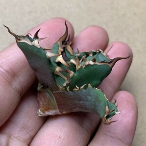 BA64 多肉植物 アガベ Agave titanota ‘金狼’の画像8