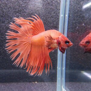 ベタ　クラウンテール　オス　オレンジ　01M0122-061　熱帯魚　生体