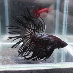 ベタ　クラウンテール　オス　ブラックカッパー　01M0501-008　熱帯魚　生体