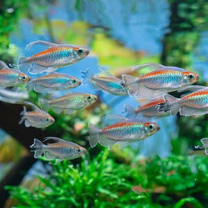  tropical fish navy blue go Tetra 10 pcs SM higashi south bleed * male female. . designation un- possible 