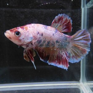 ベタ　プラカット　オス　マーブル　05M0501-005　生体　熱帯魚