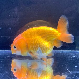  lunch .u approximately 9cm± Thai production 1 point thing female male. designation un- possible golgfish goldfish organism 