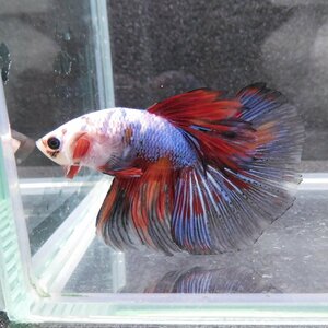  betta show betta male fancy 03M0501-030 half moon organism tropical fish 