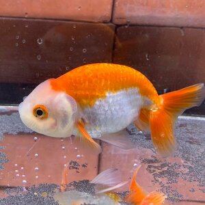 更紗ランチュウ　約9cm±　タイ産　1点物　雌雄の指定不可　らんちゅう　金魚　生体　さらさ