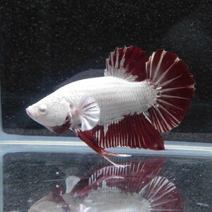 be tap la cut male red Dragon 05M0501-010 organism tropical fish 