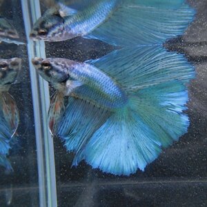  betta double tail male green 06M0501-007 full moon organism tropical fish 