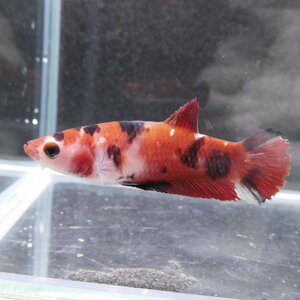 ベタ　プラカット　メス　コイカラー　05F0501-012　高知熱帯魚サービス　熱帯魚　生体