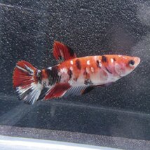 ベタ　プラカット　メス　コイカラー　05F0501-010　高知熱帯魚サービス　熱帯魚　生体_画像3