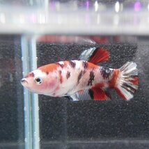 ベタ　プラカット　メス　コイカラー　05F0501-011　高知熱帯魚サービス　熱帯魚　生体_画像4