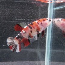 ベタ　プラカット　メス　コイカラー　05F0501-011　高知熱帯魚サービス　熱帯魚　生体_画像3